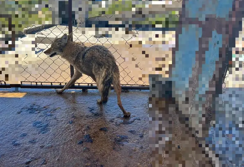 coyota_rescatada