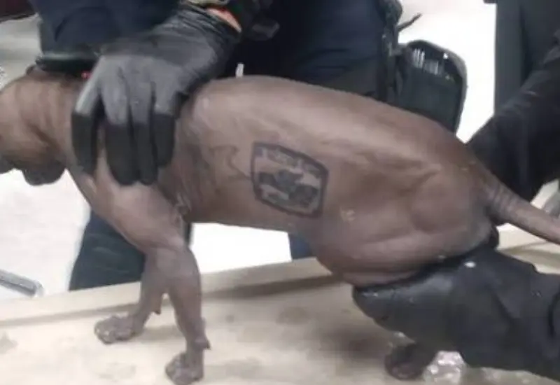 gato-tatuado