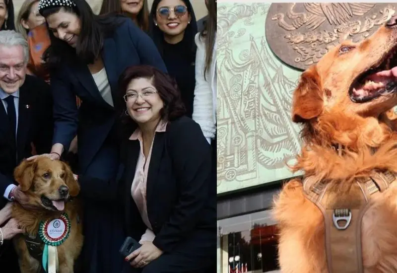 se_jubila_perrito