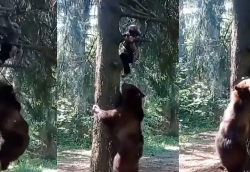 oso_persique_a_hombre