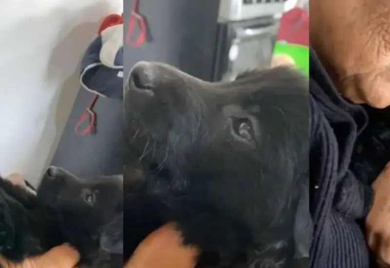 pancho_perrito_tiktok