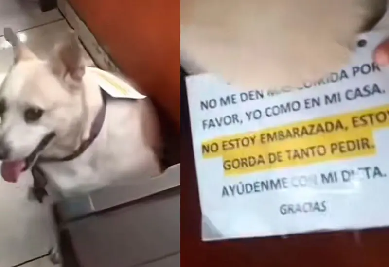 perrita 