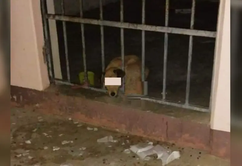 perrita_detenida_zoogocho