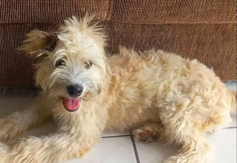perro