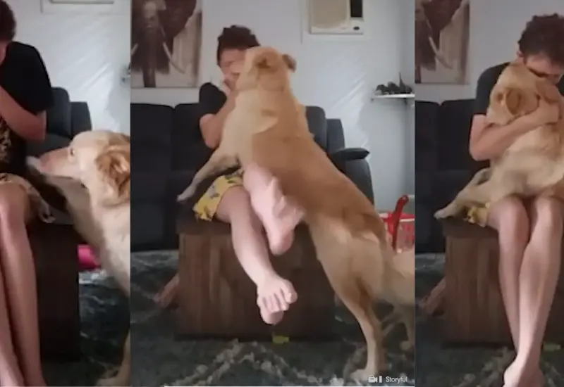 perrito-ataque-panico