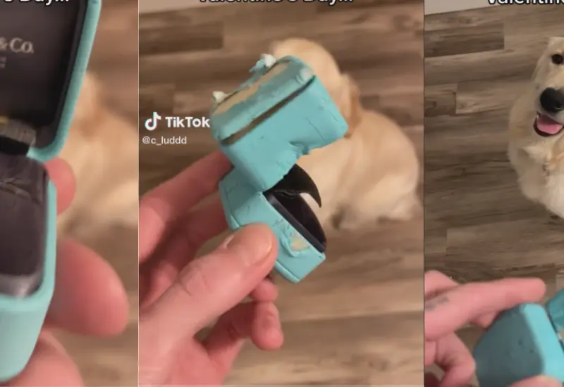 perrito-traga-anillo
