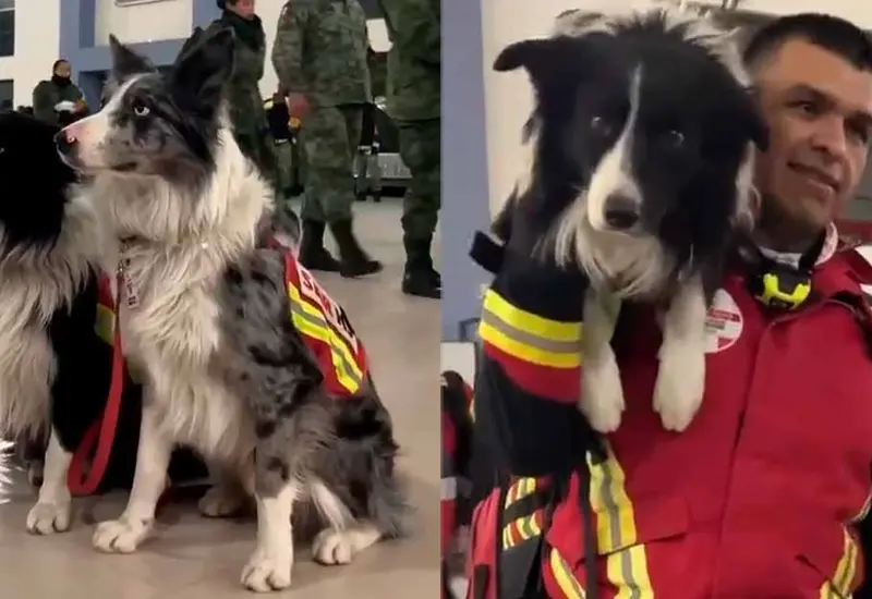 perros_rescatistas_estuvieron_en_turquia