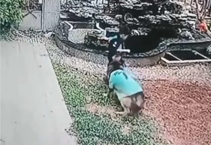 perro_cuida_a_niños