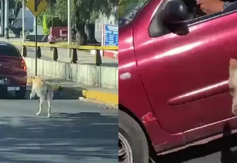 perro_abandonado