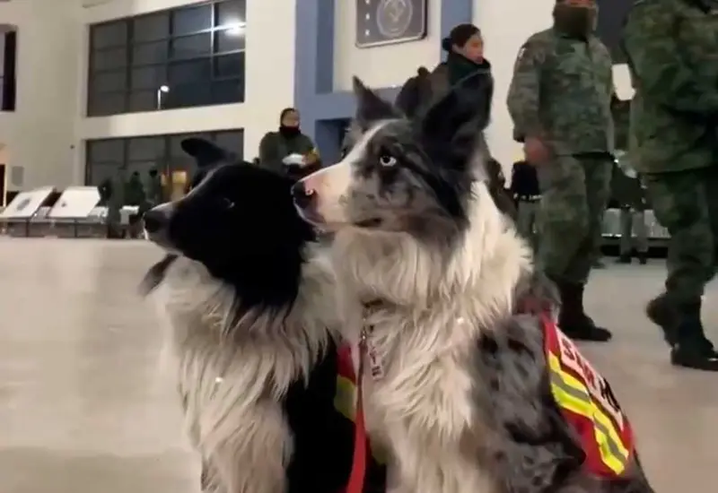 perros 