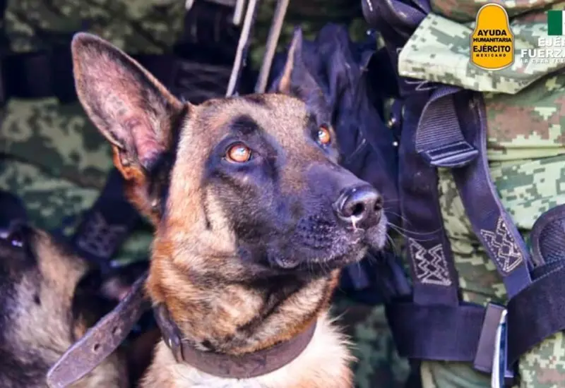 proteo_perro_rescatista_sedena