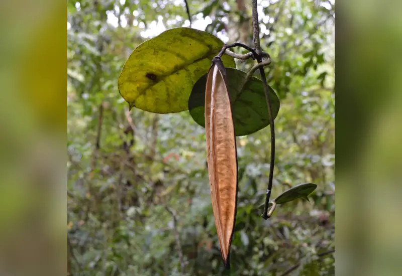 planta_descubierta_en_oaxaca