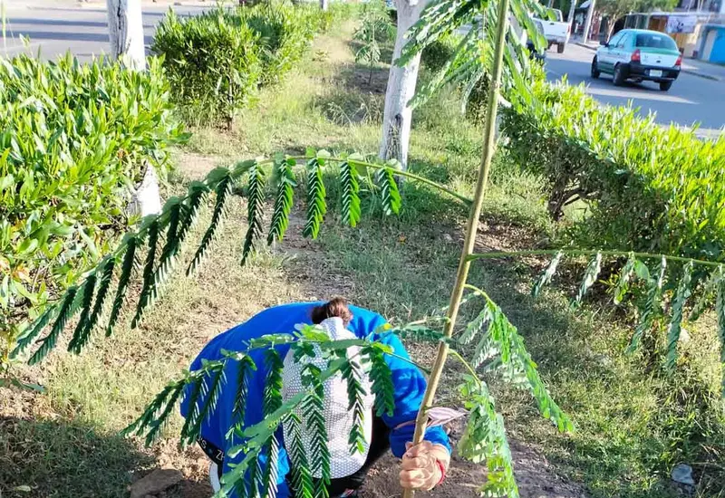 sembrar-planta 