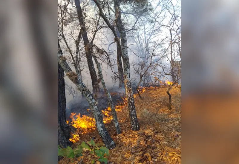 Incendio forestal