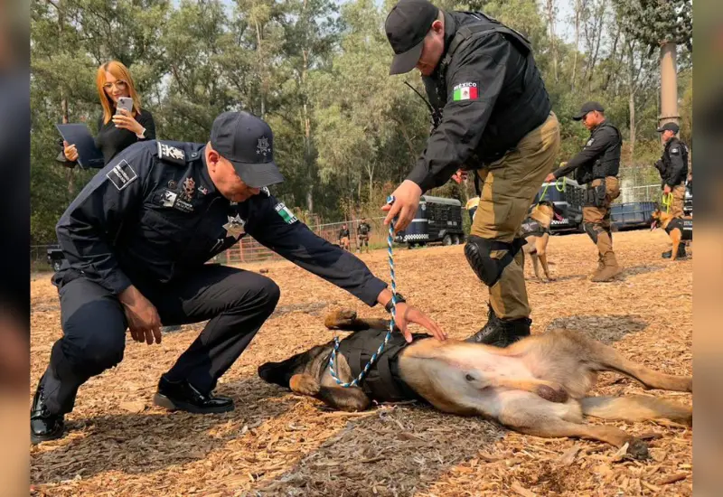 Perro policía