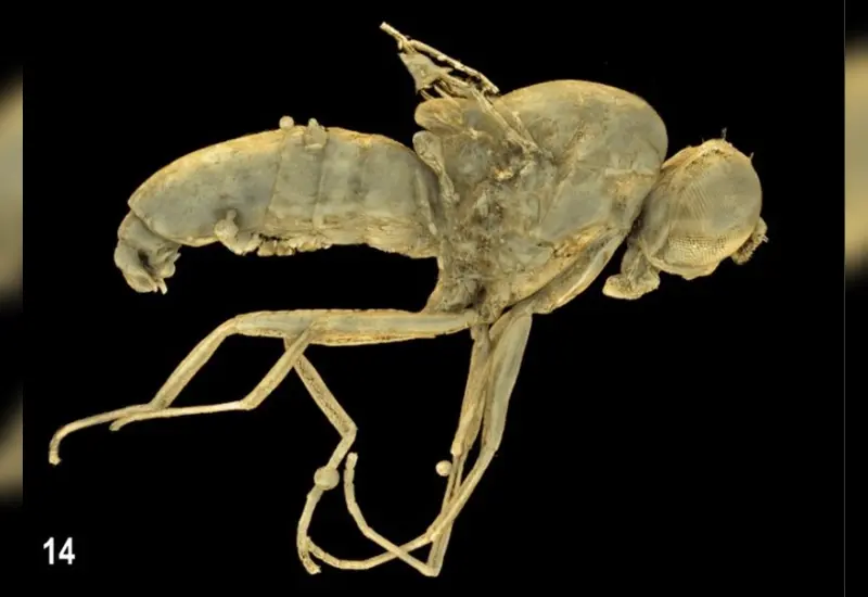 Fósil del insecto encontrado