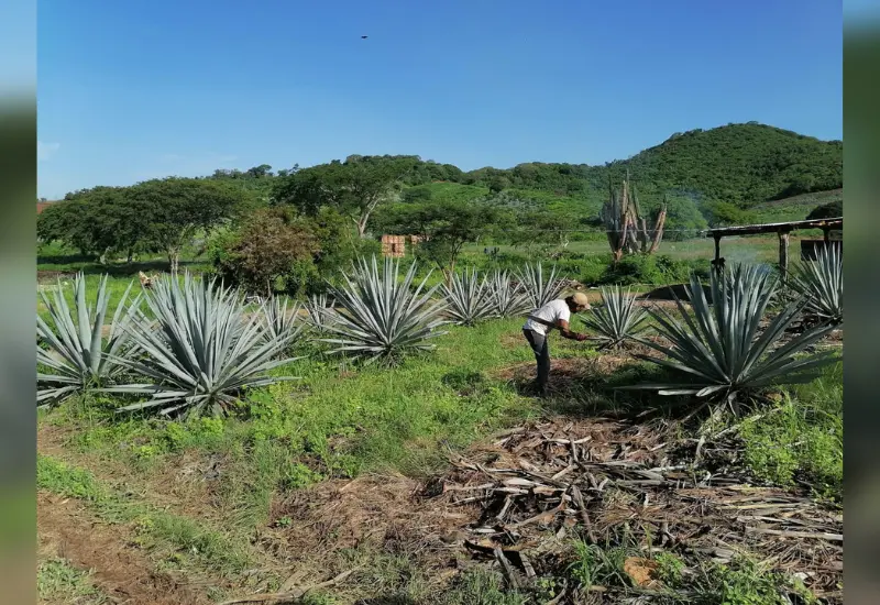 Plantíos 