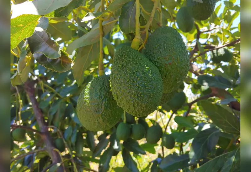 Aguacate