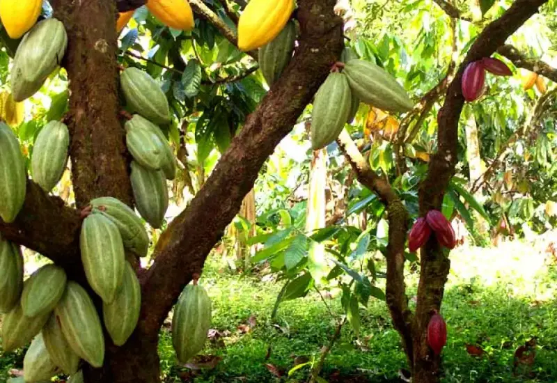 Sembradío de Cacao