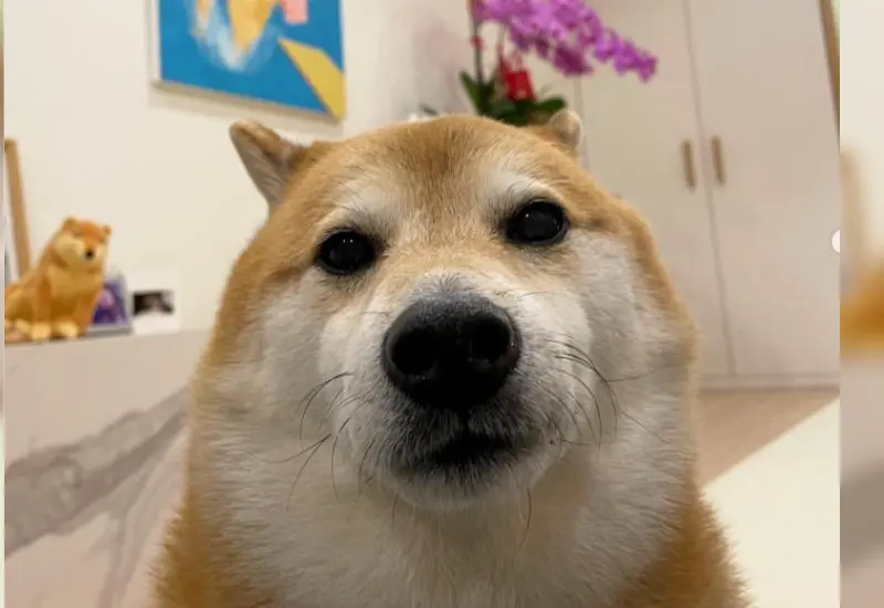 perrito_cheems_padece_cancer_pulmones