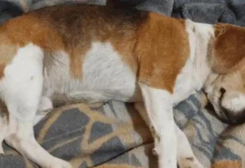 perro_detenido_en_comisaria