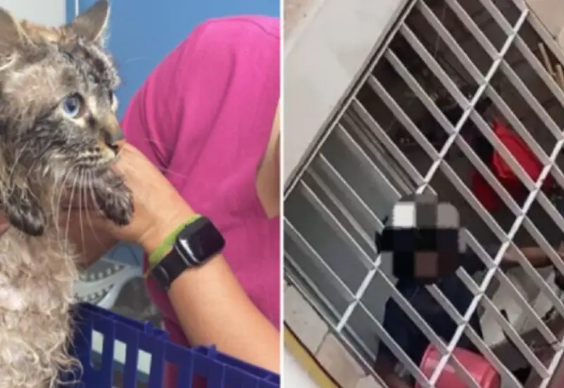 felino_violentado_puñetazos_por_su_humano