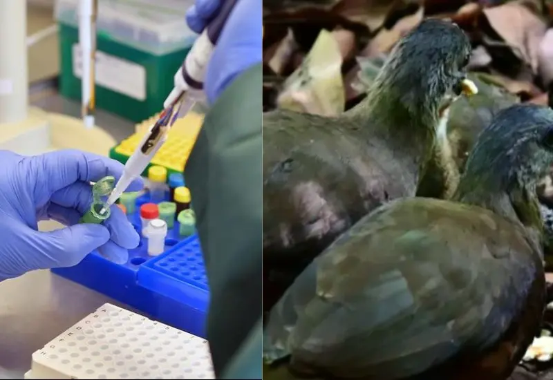 gripe-aviar