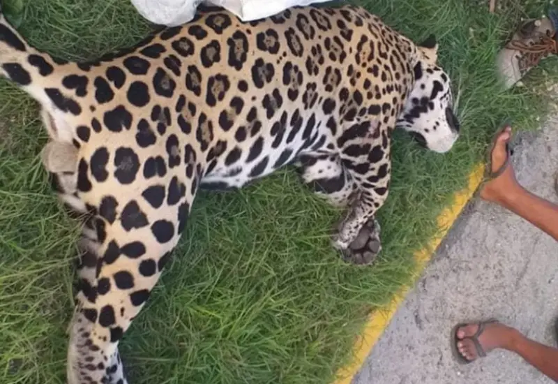 atienden_jaguar_atropellado