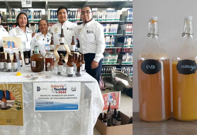 kombucha8