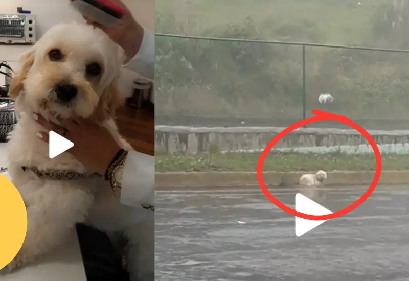 Lluvia encontrada en carretera