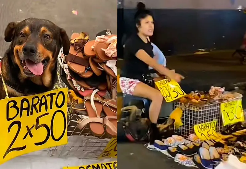 perrito 