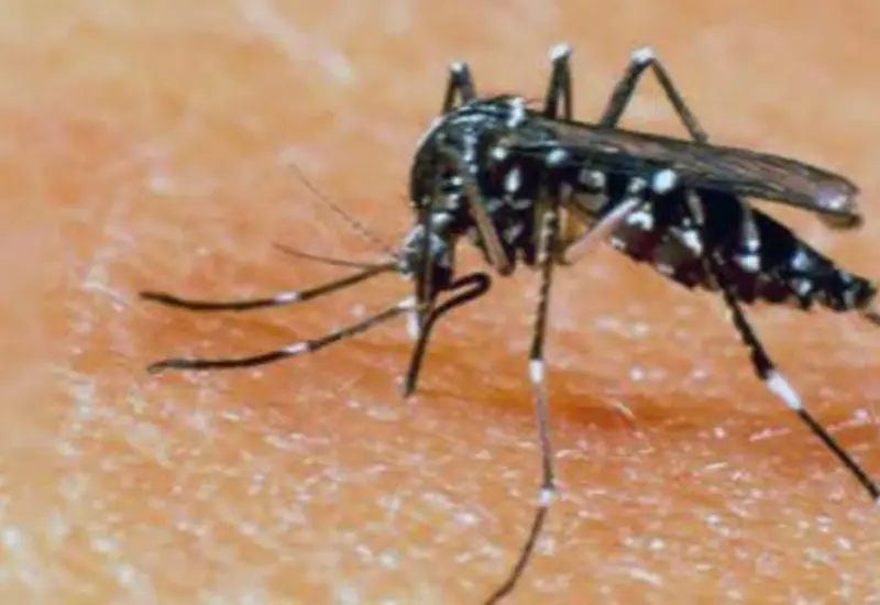 mosquito-dengue