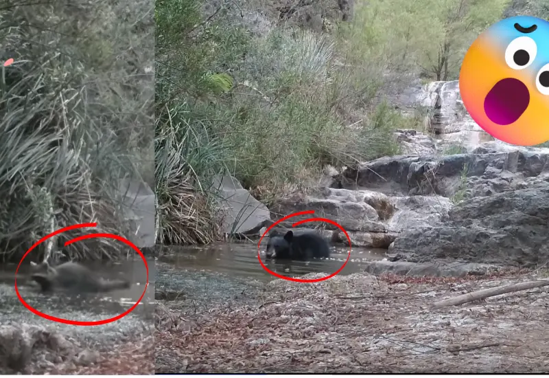 Video de cámara de monitoreo
