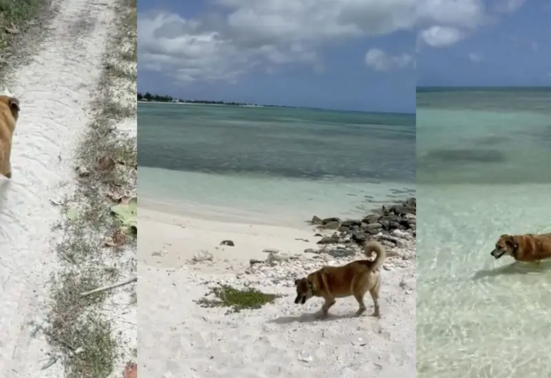 perrito-guia-turistas