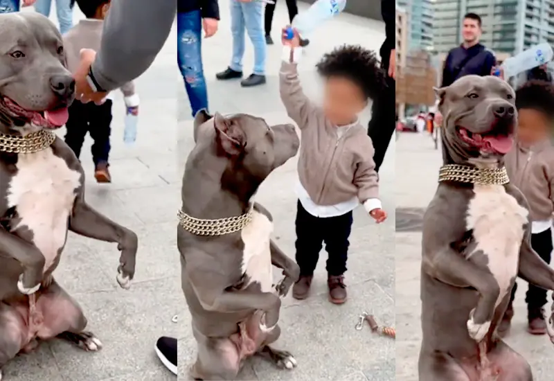 pitbull_ataca_niño_que_lo_golpeo