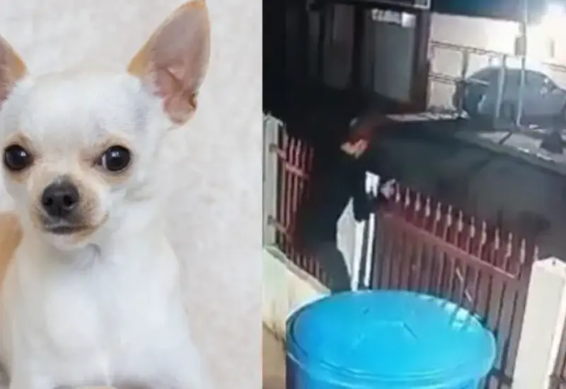 perritos_chihuahua_guardianes