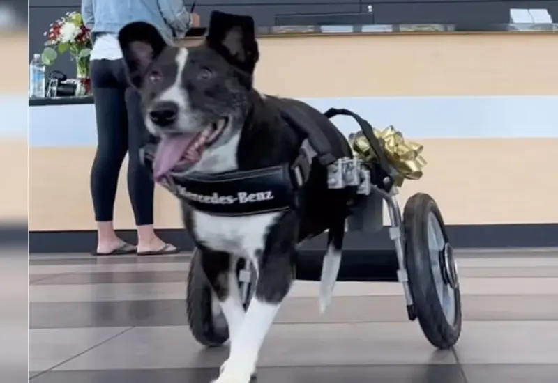regalan_ruedas_perrito_sin_patas 