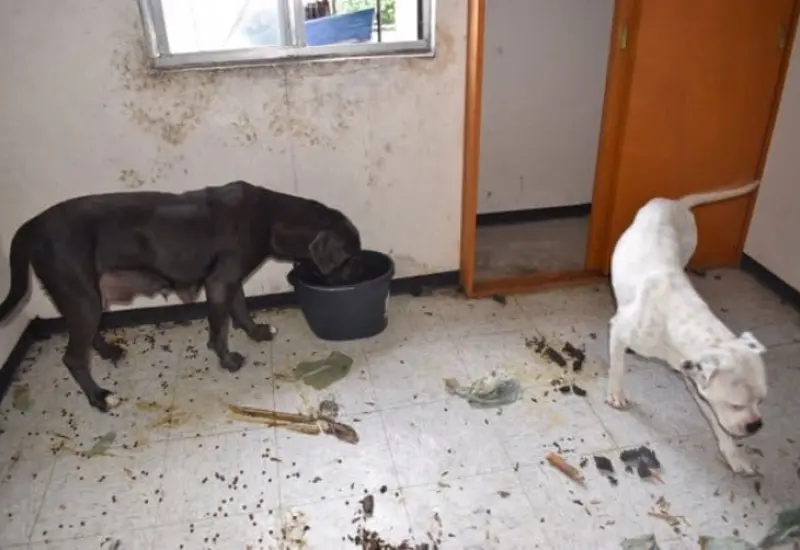 perros_condiciones_insalubres_pareja_agresora