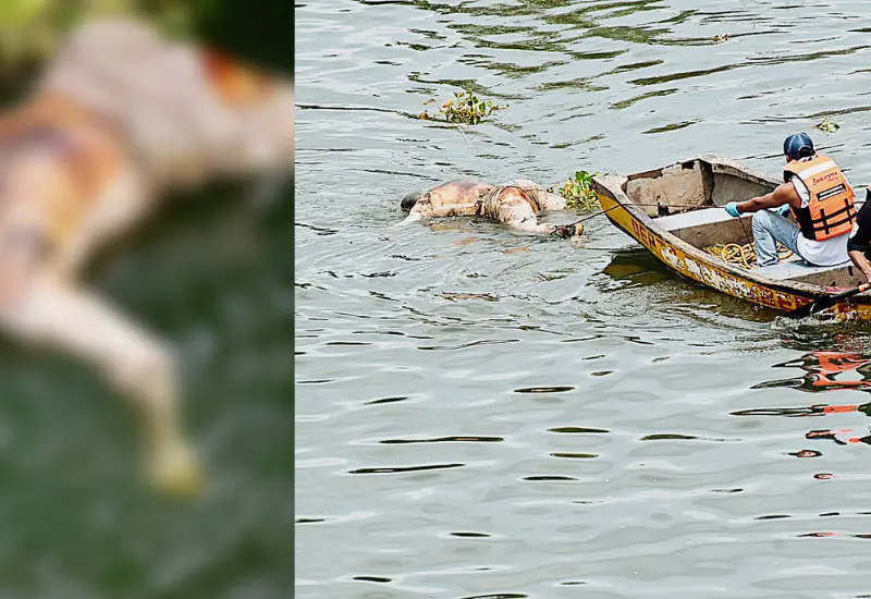 Fue encontrado en el río