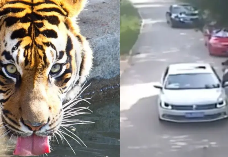 muere_mujer_ataque_tigre_siberiano