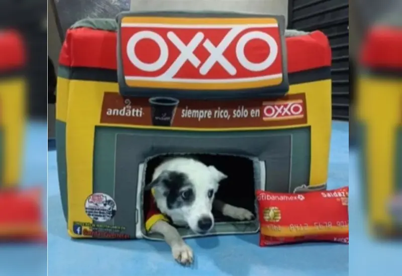 camita_tipo_oxxito_para_perro