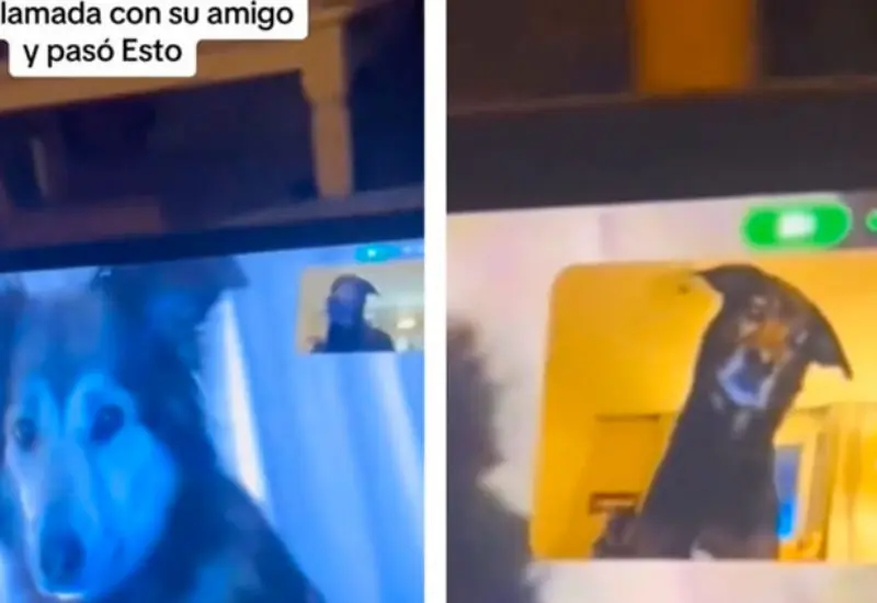 lomitos_se_hacen_videollamada