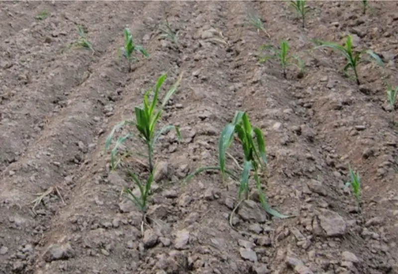Campos de arado 