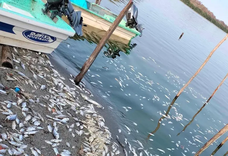 mortandad_peces_laguna_zapotalito_tututepec