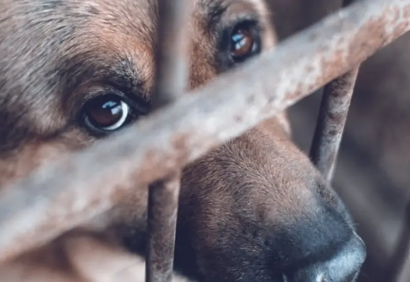 Perrito encerrado