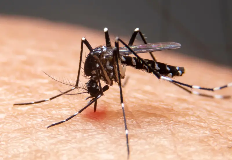 dengue-mosquito