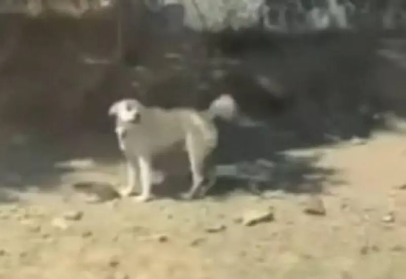 balean_a_perrito_hasta_matarlo