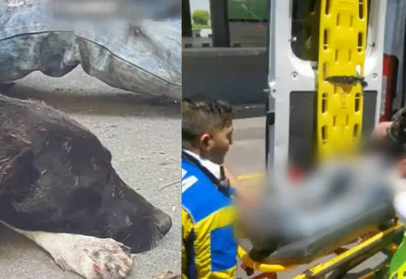 golpean_migrante_defiende_perrita_asalto