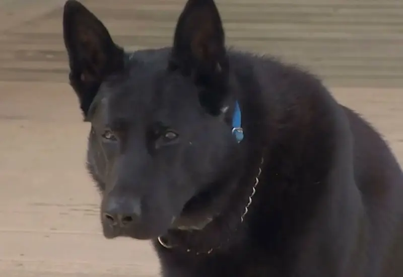 perrito 