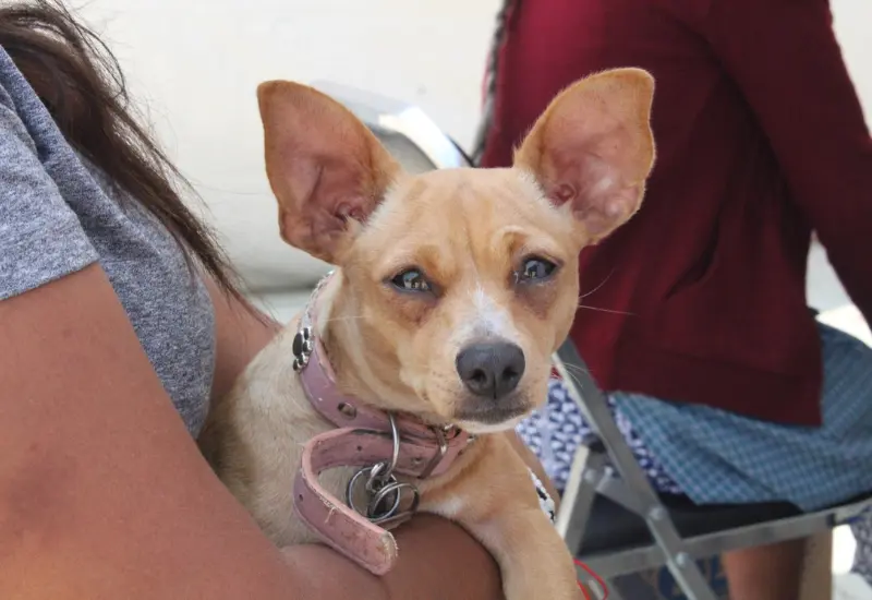 ofrecen_servicios_gratuitos_para_mascotas